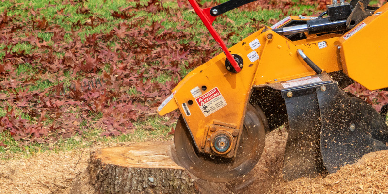 Stump Removal in Atlanta, Georgia