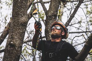 Benefits of Tree Trimming