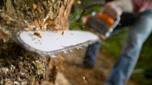 The Basics of Tree Felling