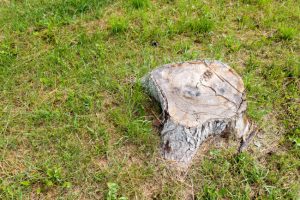 Why Ignoring the Need for Tree Stump Removal is a Bad Idea