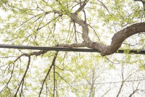 The Danger of DIY Tree Branch Removal