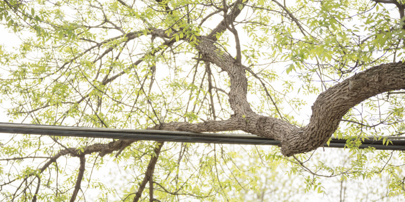 The Danger of DIY Tree Branch Removal
