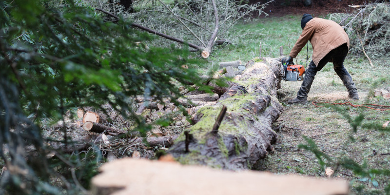 What Factors Influence Tree Removal Cost?