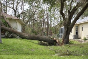 Common Causes for Emergency Tree Removal