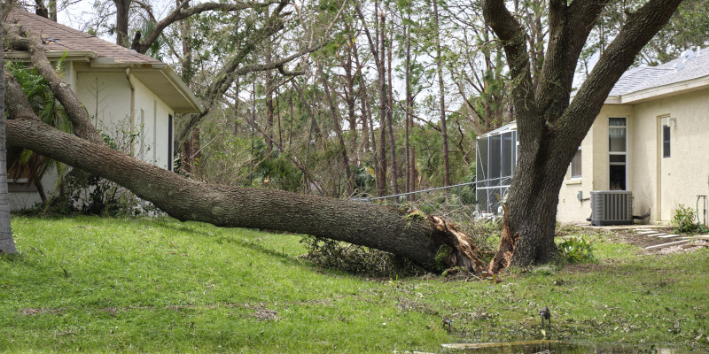 Common Causes for Emergency Tree Removal