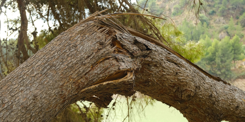 Dangerous Trees: Top Signs You Need a Tree Removal Service