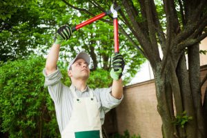 Top Signs You Need Tree Trimming Services