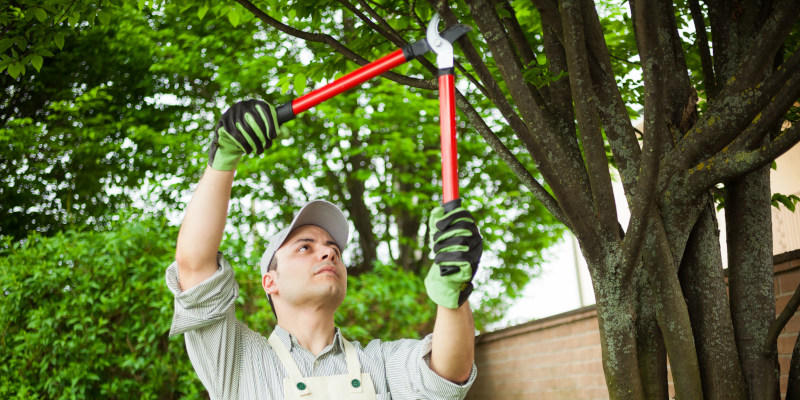 Top Signs You Need Tree Trimming Services