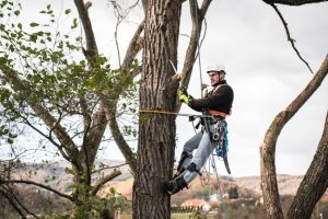 What Is an Arborist, and Why Should You Hire One?
