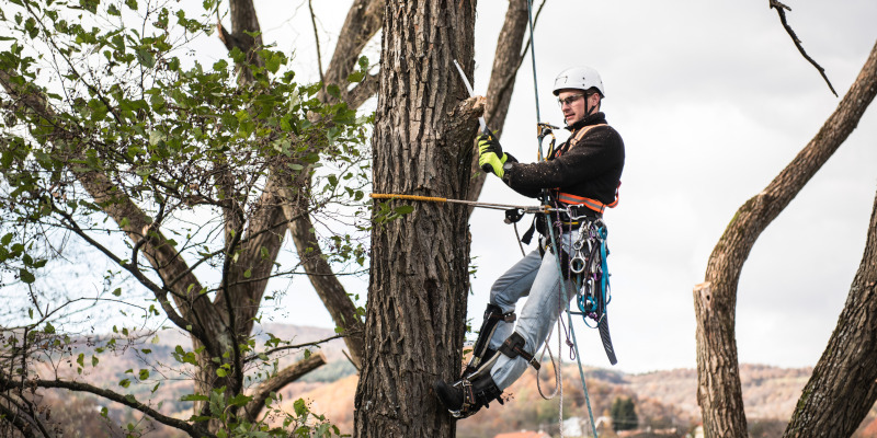 What Is an Arborist, and Why Should You Hire One?