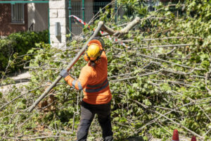 Why Emergency Tree Branch Removal Is Critical After Storm Damage