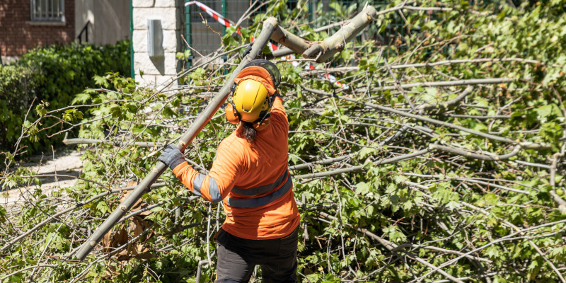 Why Emergency Tree Branch Removal Is Critical After Storm Damage