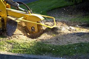 Why Professional Stump Removal Improves Your Landscape
