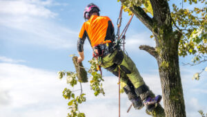 How an Arborist Supports Tree Health and Safety