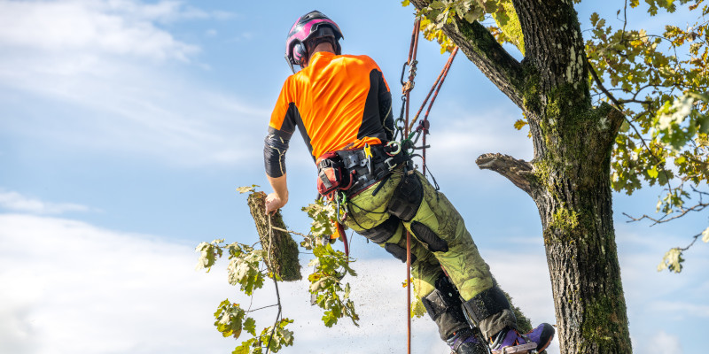 How an Arborist Supports Tree Health and Safety