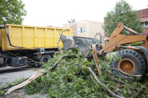 Why Proper Tree Disposal Matters After Tree Removal