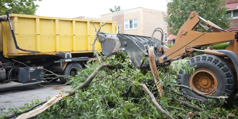 Why Proper Tree Disposal Matters After Tree Removal