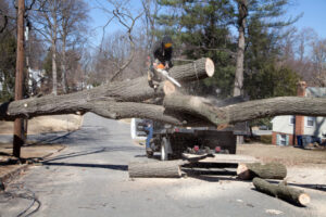 When Emergency Tree Removal Becomes Necessary