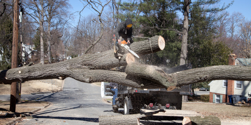 When Emergency Tree Removal Becomes Necessary