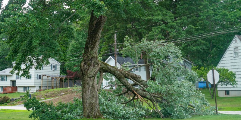 4 Signs You Need Emergency Tree Removal